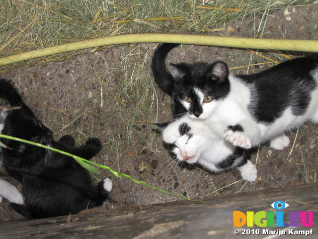 SX15004 Young kittens playing with grass stalk